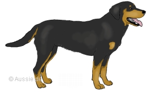 at - Tan points - copper - schwarz und loh