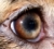 auge braun Standard