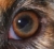 auge dunkelbraun Standard
