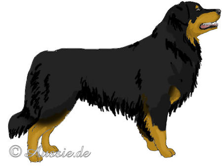 Australian shepherd-aussie-black-bi-copper-trim-tan