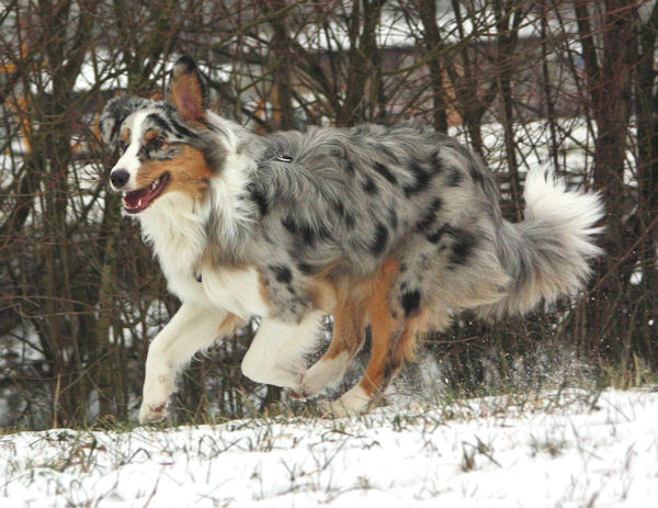 aussie de Aussie.de