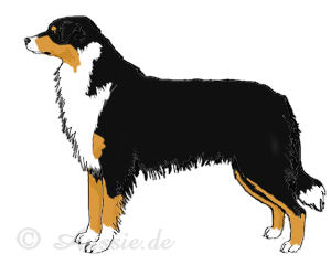 Australian Shepherd Hündin Körperbau Fell
