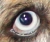 blaue augen Standard
