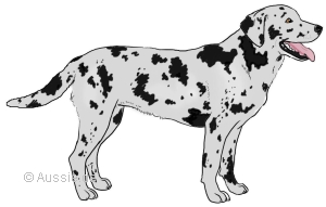 Standard Merle - Merlezeichnung