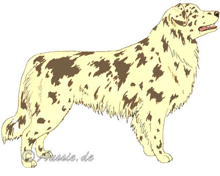 Farben red merle solid einfarbig Farben
