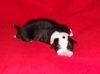 Hunde 344.jpg