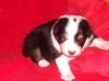 Hunde 329.jpg