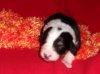 Hunde 237.jpg