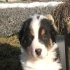 Hunde 302.jpg