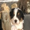 Hunde 318.jpg