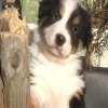 Hunde 314.jpg