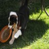 Hunde 112.jpg