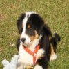 Hunde 029.jpg