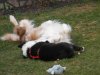 Hunde 030.jpg