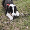 Hunde 036.jpg