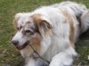Hunde 037.jpg