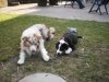 Hunde 038.jpg