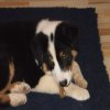 Hunde 077.jpg