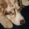 Hunde 082.jpg