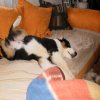 Hunde 085.jpg