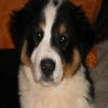 Hunde 089.jpg