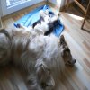 Hunde 025.jpg