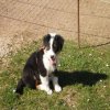 Hunde 020.jpg