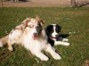 Hunde 024.jpg
