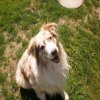 Hunde 115.jpg