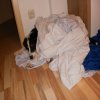 Hunde 118.jpg