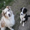 Hunde 132.jpg