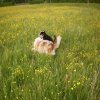 Hunde 145.jpg