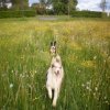 Hunde 144.jpg