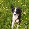 Hunde 150.jpg