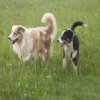 Hunde 180.jpg