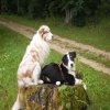Hunde 213.jpg