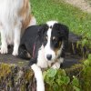 Hunde 215.jpg
