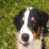 Hunde 194.jpg