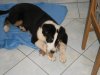 Hunde 014.jpg
