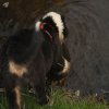 Hunde 074.jpg