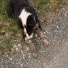 Hunde 075.jpg