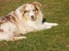 Hunde 026.jpg