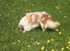 Hunde 108.jpg