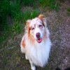 Hunde 133.jpg