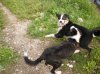 Hunde 006.jpg