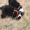 Hunde 049.jpg