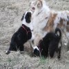 Hunde 051.jpg