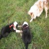 Hunde 067.jpg