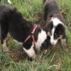 Hunde 072.jpg