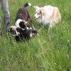 Hunde 159.jpg